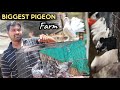 BIGGEST PIGEON FARM🕊  | MOST BEAUTIFUL PIGEON COLLECTION - SALEM KARTHI FARM🐓