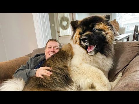 Quand les grands chiens deviennent les petits bébés ! drôle de chien et d'humain