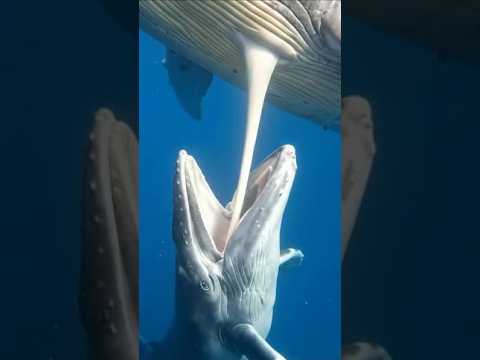 ¿Las ballenas toman AGUA SALADA al Nacer  🐋 #ballenas  #vidamarina  #animalessalvajes