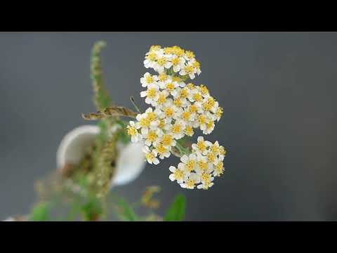 Wiesen-Schafgarbe (Achillea millefolium)