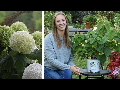 Planting Incrediball® Hydrangea 😍😍😍 // Northlawn Flower Farm