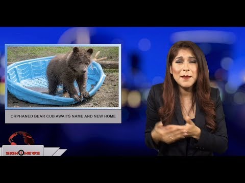 Orphaned bear cub awaits name and new home (ASL - 6.13.18)