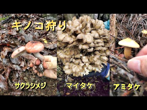 園芸 キノコ狩り
