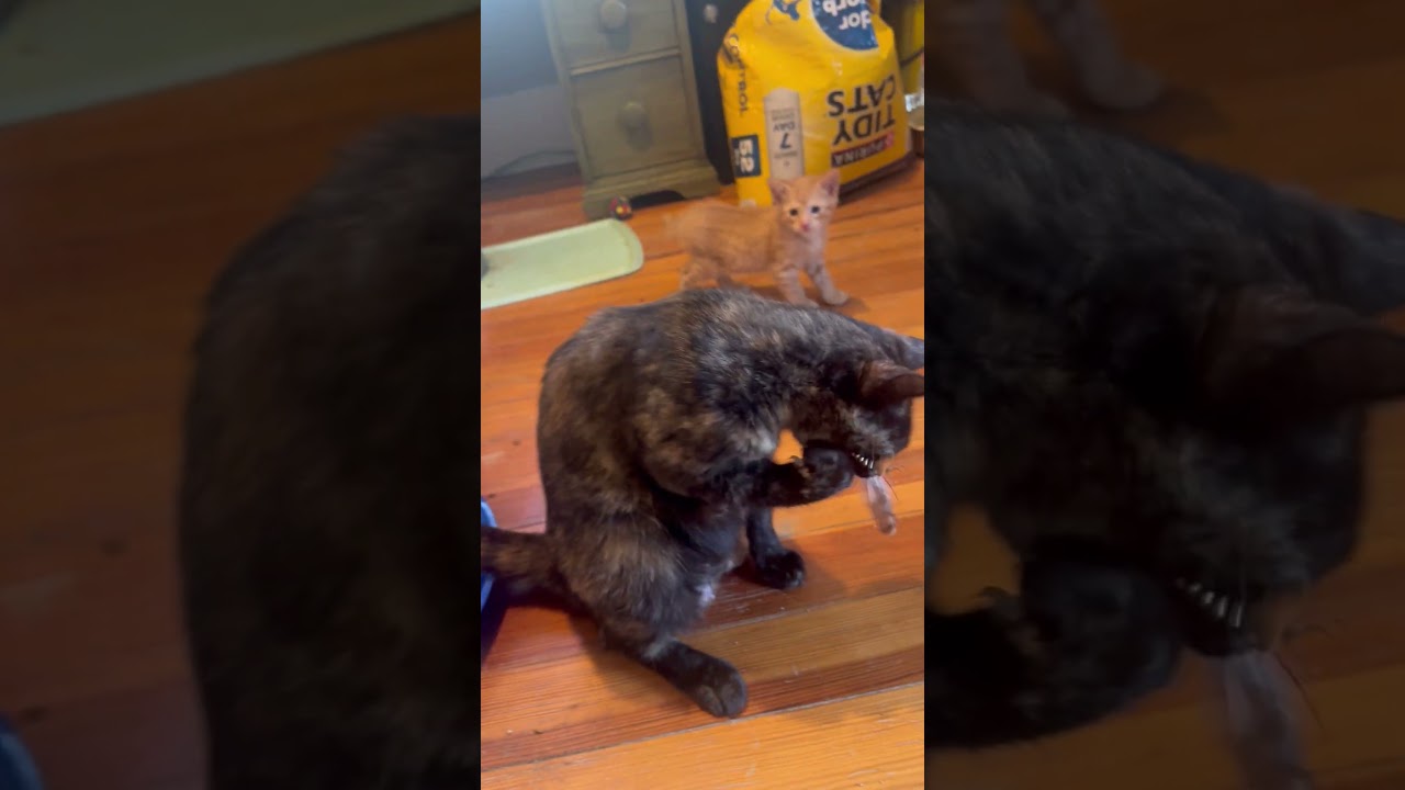 Enlarge Saia, a Adoptable mixed breed in Lincoln, NE video 6/6