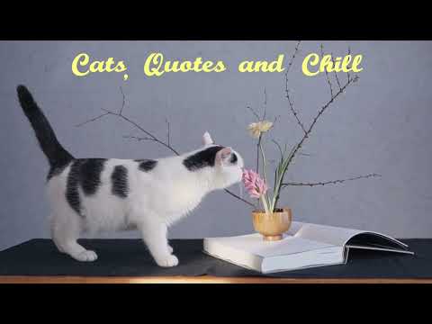 Cats, Quotes and Chill | Ambient Music with the Power of Cats and their Quotes to Bring on the Chill