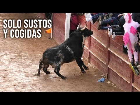 Toros Bravos Solo Sustos y Cogidas