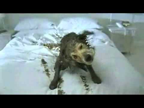 Pedigree Ad For your Dog