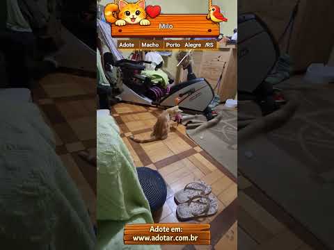 Vídeo de Milo