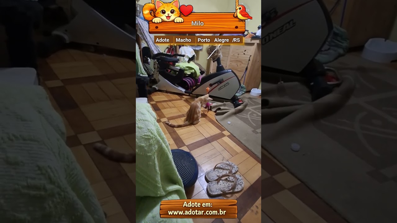 Gato raça SRD-ViraLata idade 1 ano nome Milo