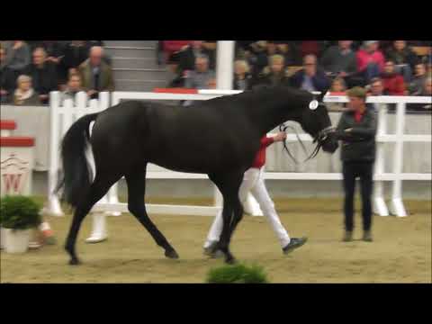 Prämienhengst und Preisspitze Maracaná von Millennium - Lord Loxley