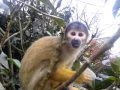 Squirrel Monkey Tries To Steal Phone At ZSL London Zoo