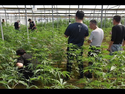 雲檢警破獲占地3甲溫室大麻園  市值超過10億元