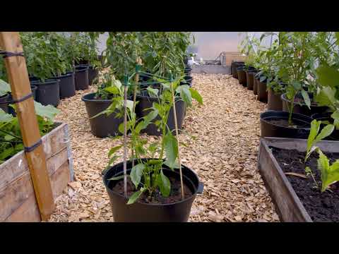 Pyramid för stödpinnar