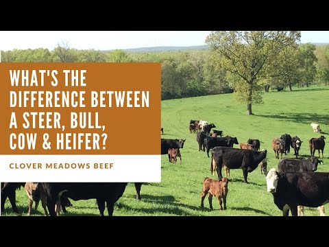 , title : 'What's the difference between a steer vs. bull? Cow vs. heifer?'