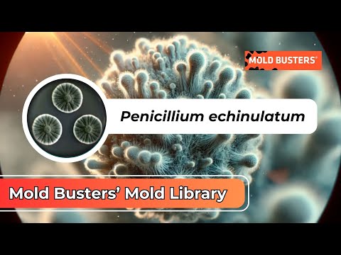 Unveiling Penicillium echinulatum: Nature's Decomposer🌿