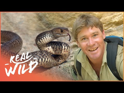 Steve Irwin Meets The World's Most Venomous Snakes | Real Wild