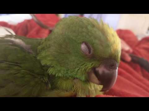 Baby Yellow Naped Amazon Sleeping and Squeaking