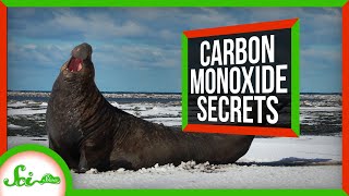 How Studying Elephant Seals Could Treat Heart Attacks