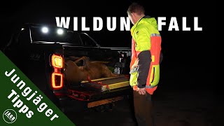 Anruf: Wildunfall | Jungjägertipps
