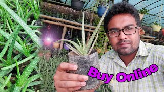 Buy Aloe Vera Plant Online|📱7002320398🙋|Aloe Vera|@Moonlight Assam