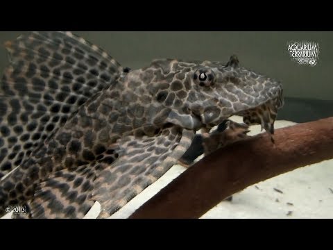 Watch Video on YouTube