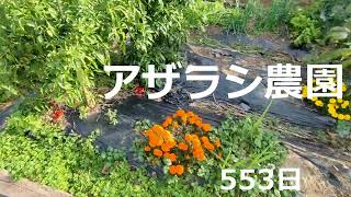 11月中旬　アオムシまだいる【アザラシ農園560日】