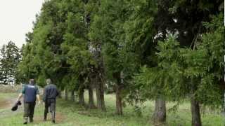 Any dog can kill kiwi :: Kiwis for kiwi