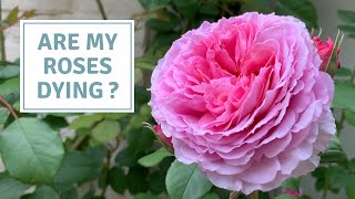 Why Are Rose Leaves Yellow? Rose Care In Spring // Cottoverdi