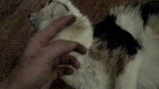 My cat is Pregnant!!