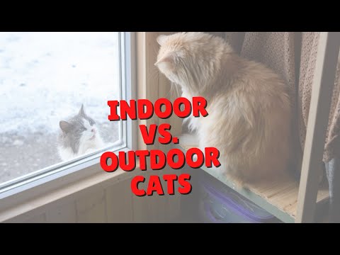 Indoor Cat vs. Outdoor Cats | Two Crazy Cat Ladies