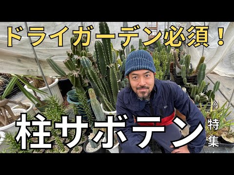 屋外のサボテン Echinocereus triglochidiatus 明るいオレンジ色の花