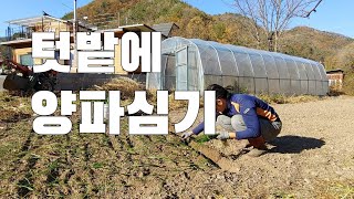 요즘도 이렇게 양파 심는사람 있을까? 날라리농법. 텃밭농사 양파심기
