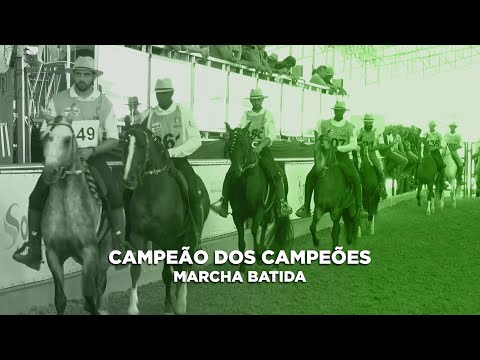 GRANDES CAMPEONATOS BRASILEIRO DE MARCHA BATIDA - CAVALO E CASTRADO