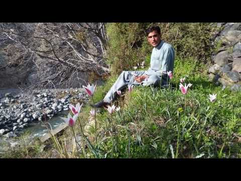 Spring Flowers Dir Pakistan