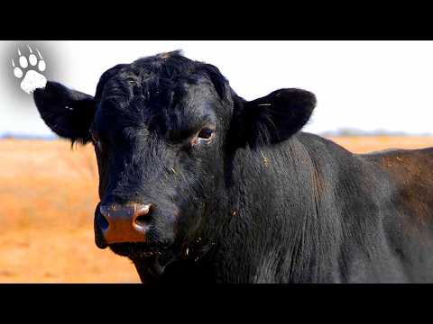 THE OX: Man's Companion | The Epic of the Horns | Wildlife Documentary