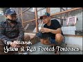 Tips Berternak Yellow Footed And Red Footed Tortoises Feat Erie Widodo
