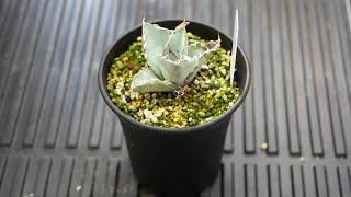 [品種紹介] 多肉植物 Agave titanota "white ice" アガベ チタノタ ホワイトアイス