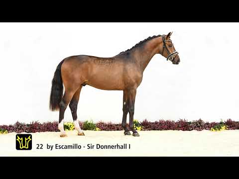 Verden Stallion Licensing 2021 - Dressage -  Nov. 4-6- No. 22 Stallion by Escamillo - Sir Donnerhall