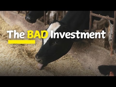 The True Cost of a Friesian Cow Is it worth it