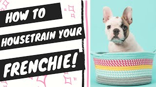 House train french bulldog (step-by-step potty training instructions)