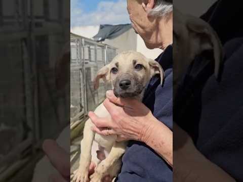 Regalo Granato meraviglioso cucciolino cerca casa