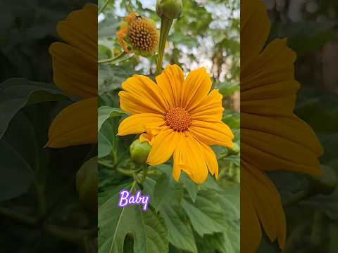 aarya flowers #baby love flowers#viral video#youtubeshort#lovely flowers