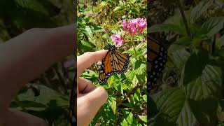 Download lagu Petting a Poisonous Butterfly! mp3 Download lagu Petting a Poisonous Butterfly! mp3