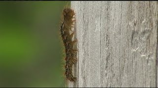 Rain could prevent residents from seeing more caterpillars
