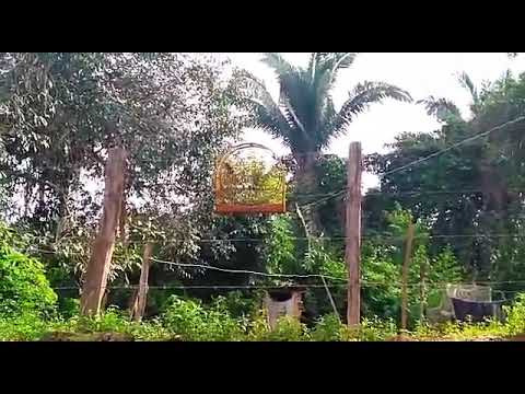 Bigode tubarão do bim do ouro de odc vs torneiro 3D de lago da pedra .