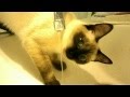 Миу Миа мокрая тайская кошка :) 