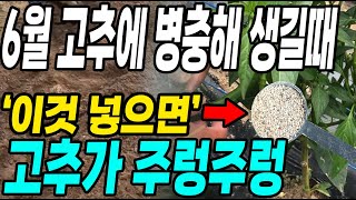 6월 고추에 병충해 생길때 이것 넣으면 고추가 주렁주렁! 고추농사 대박!