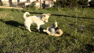 preview picture of video 'Trakyanın sevimli köpekleri'