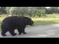 Woburn Safari Park Zoo Up Close With The Bears Amazing Experience