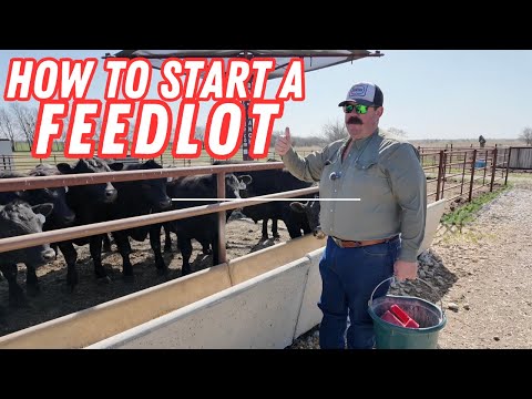 How To Start Your Own Feedlot (Step-by-Step Guide)